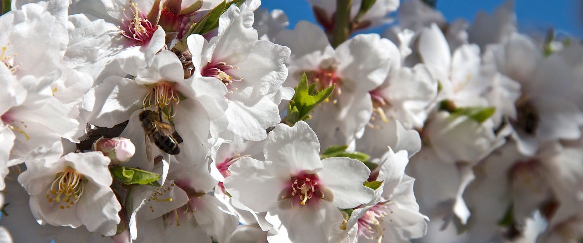 almendro-flor - LaVeguilla - La_Cepa_Alta